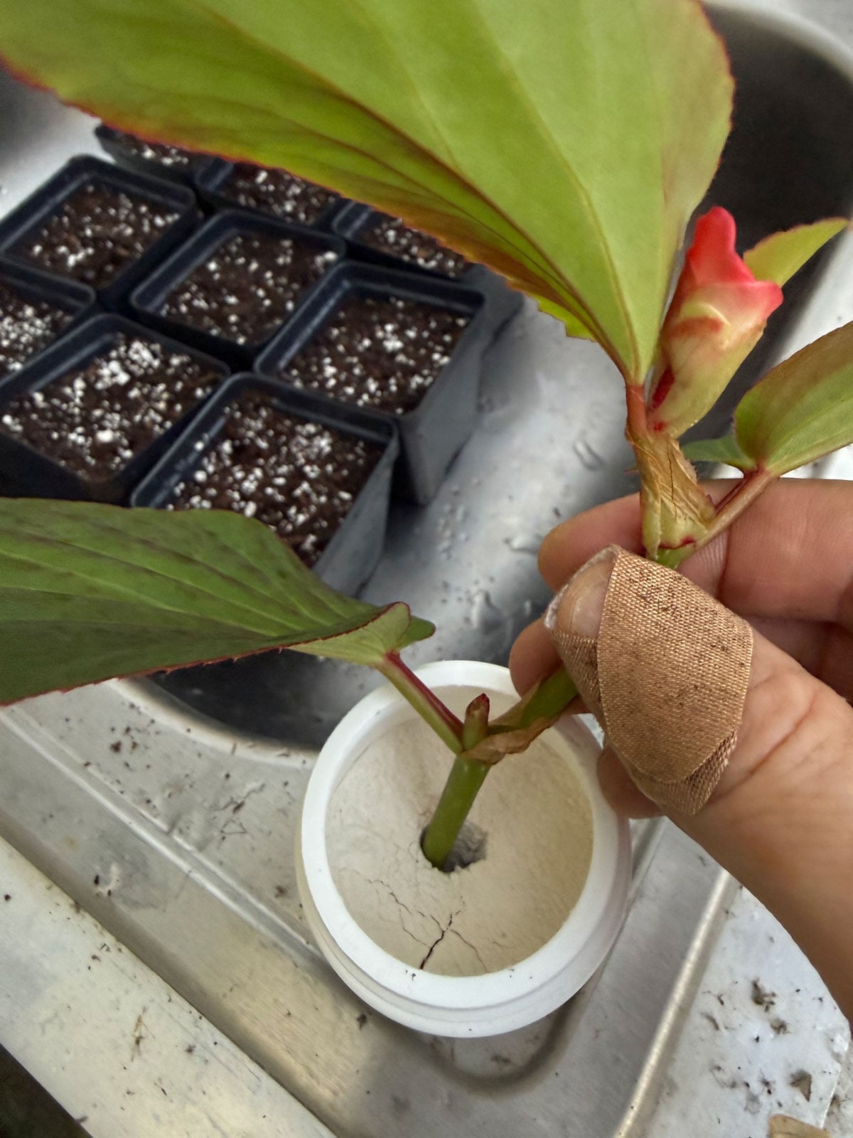 dipping dragon wing begonia cutting in rooting hormone