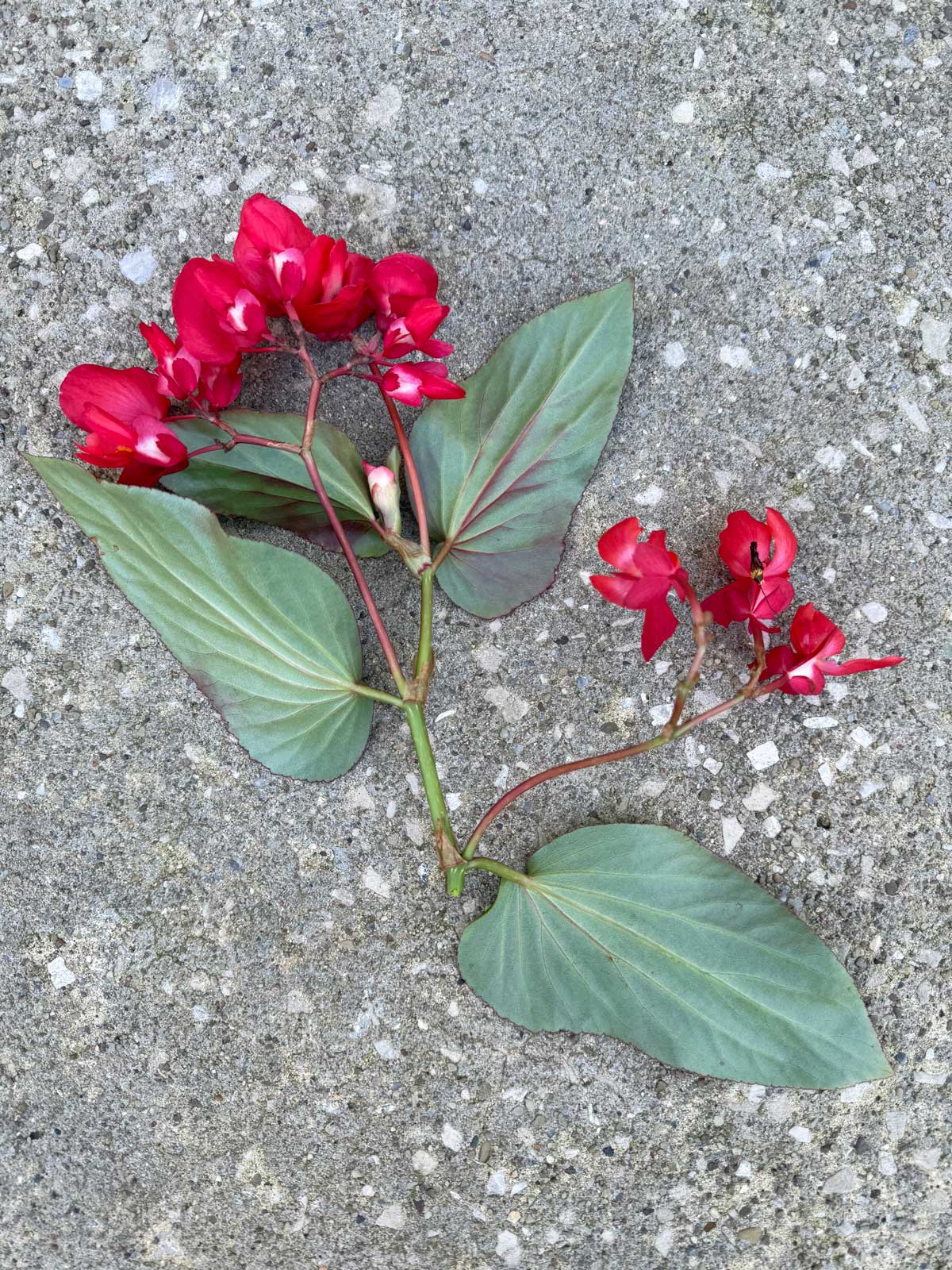 dragon wing begonia cutting with flowers