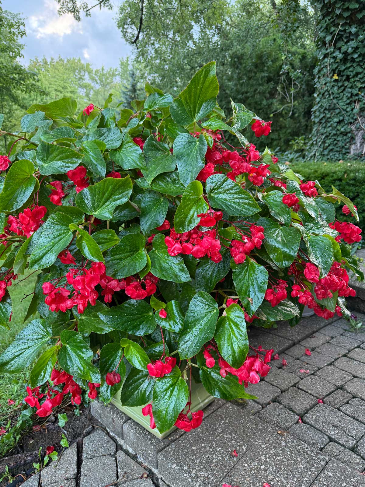 red dragon wing begonia in my garden