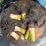 How to dig up and store colocasia esculenta for winter featured-colocasia-overwintering