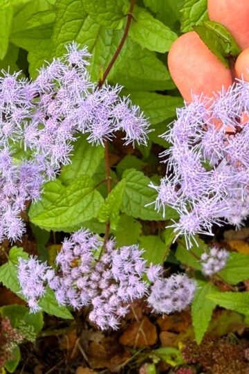 Conoclinium coelestinum or hardy ageratum