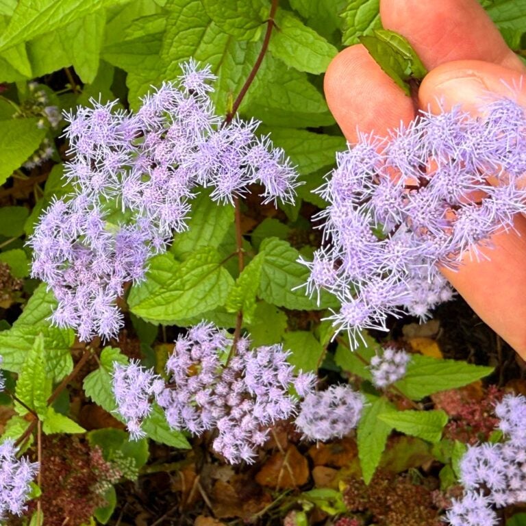 Conoclinium coelestinum or hardy ageratum