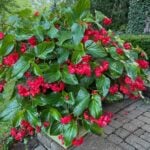 How to propagate dragon wing begonias featured-photo-dragon-wing-begonia