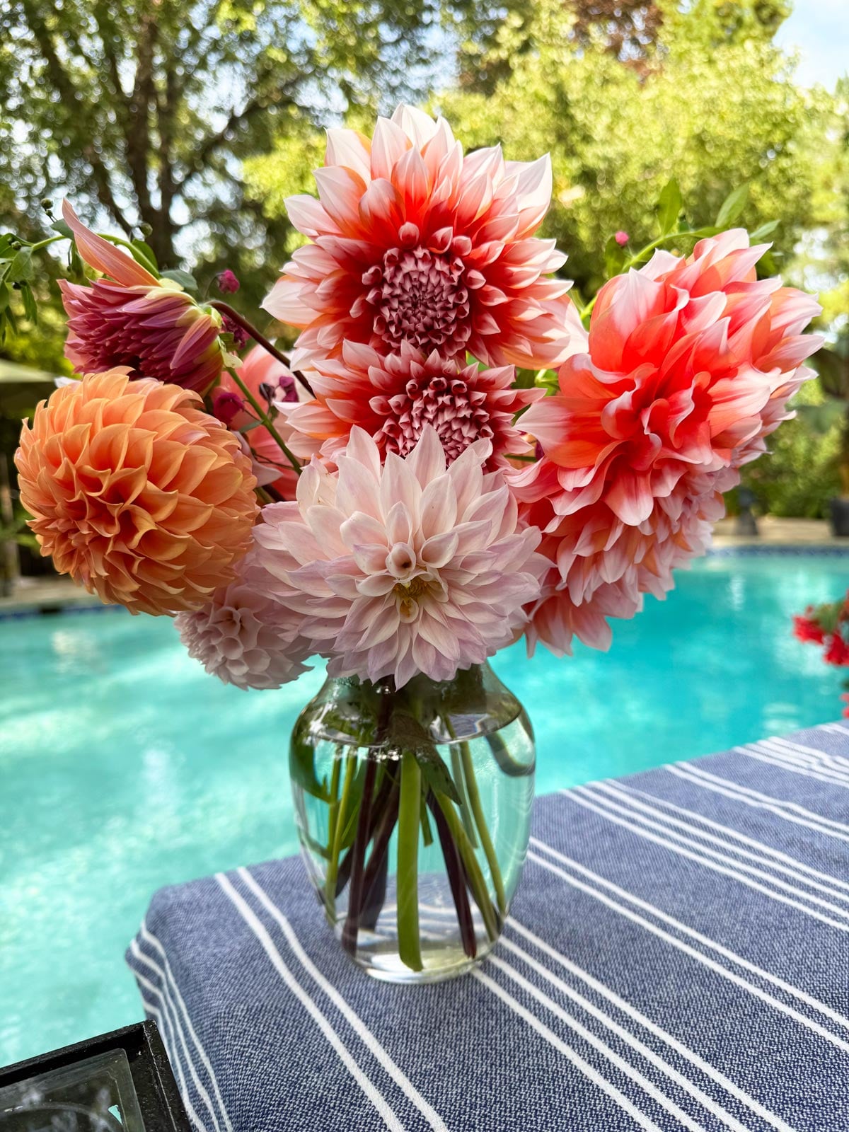 freshly cut bouquet of dahlias before frost