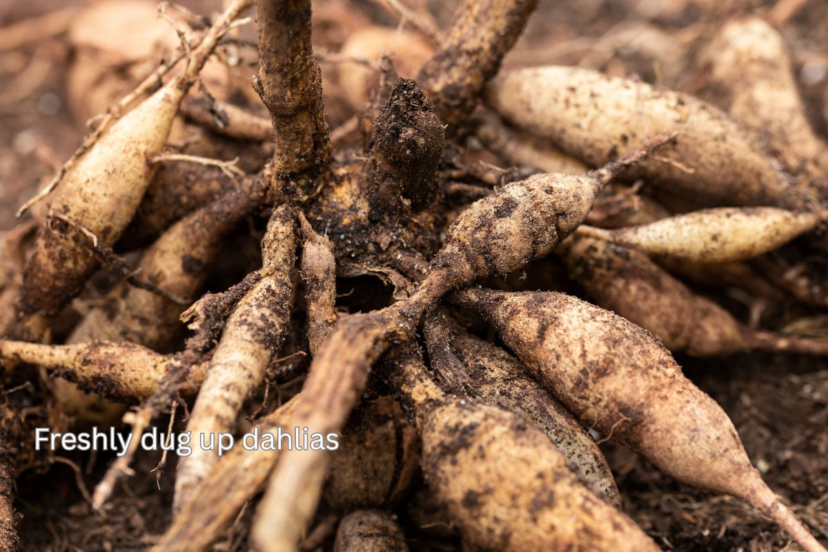 freshly dug up dahlia tubers