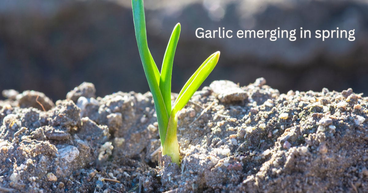 garlic coming up in spring