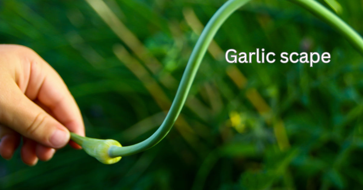garlic scape