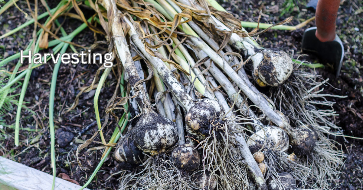 harvesting garlic