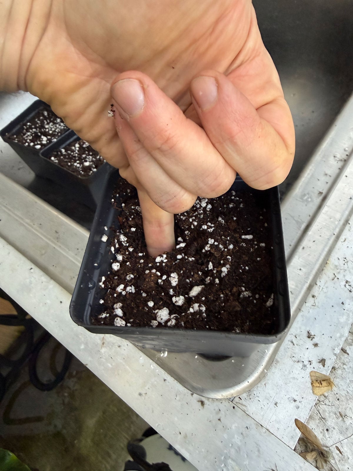 poking hole with a finger in a pot of soil to propagate cane begonias