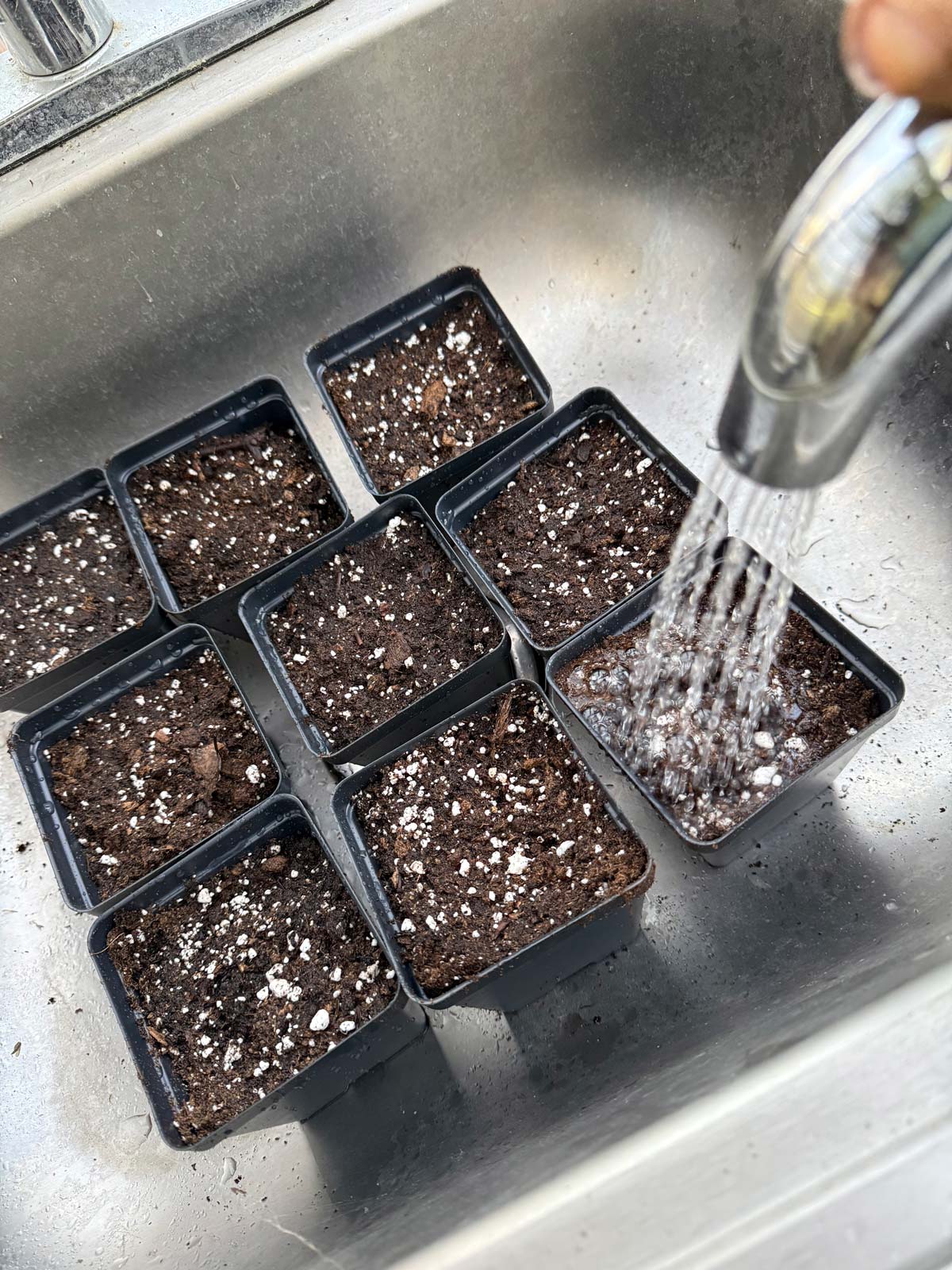 moistening soil to propagate dragon wing begonia