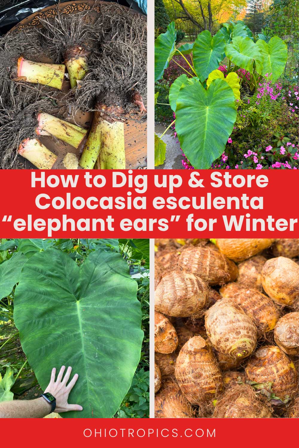 how to dig up and store elephant ears