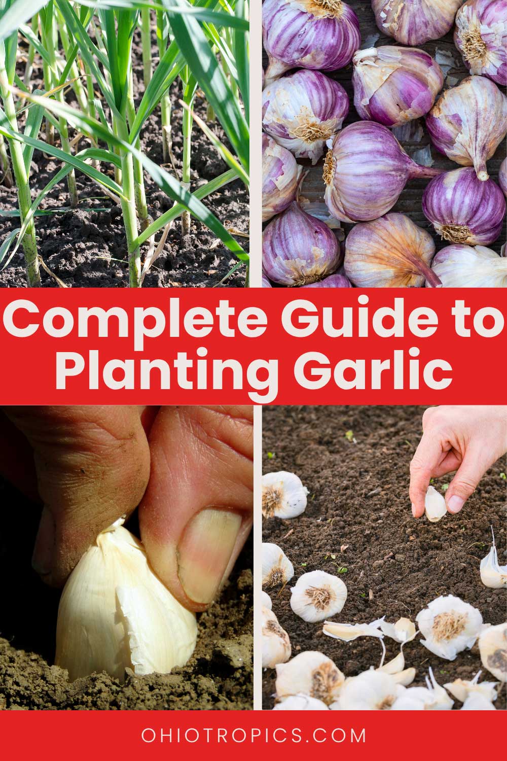 complete guide to planting garlic