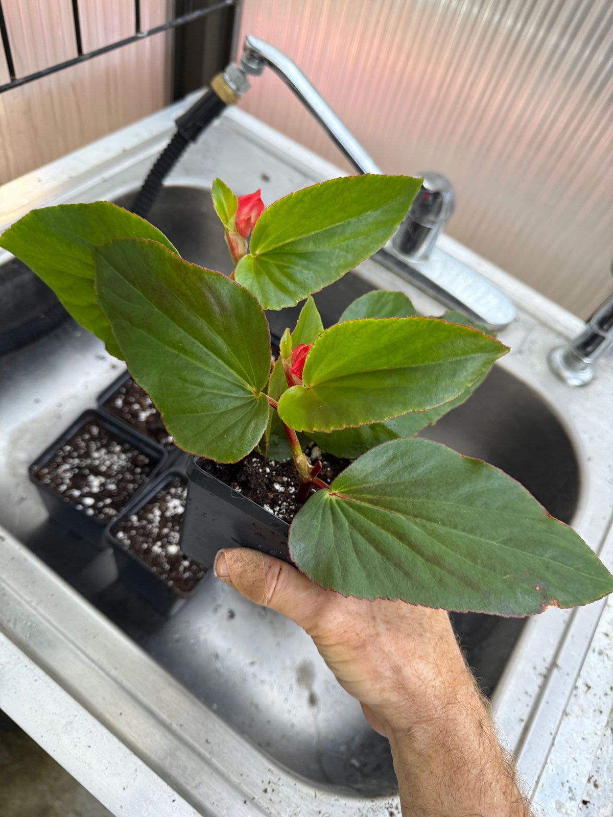 dragon wing begonia propagation in soil